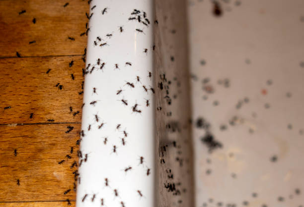 Best Pest Control Cost  in Hoer, OK
